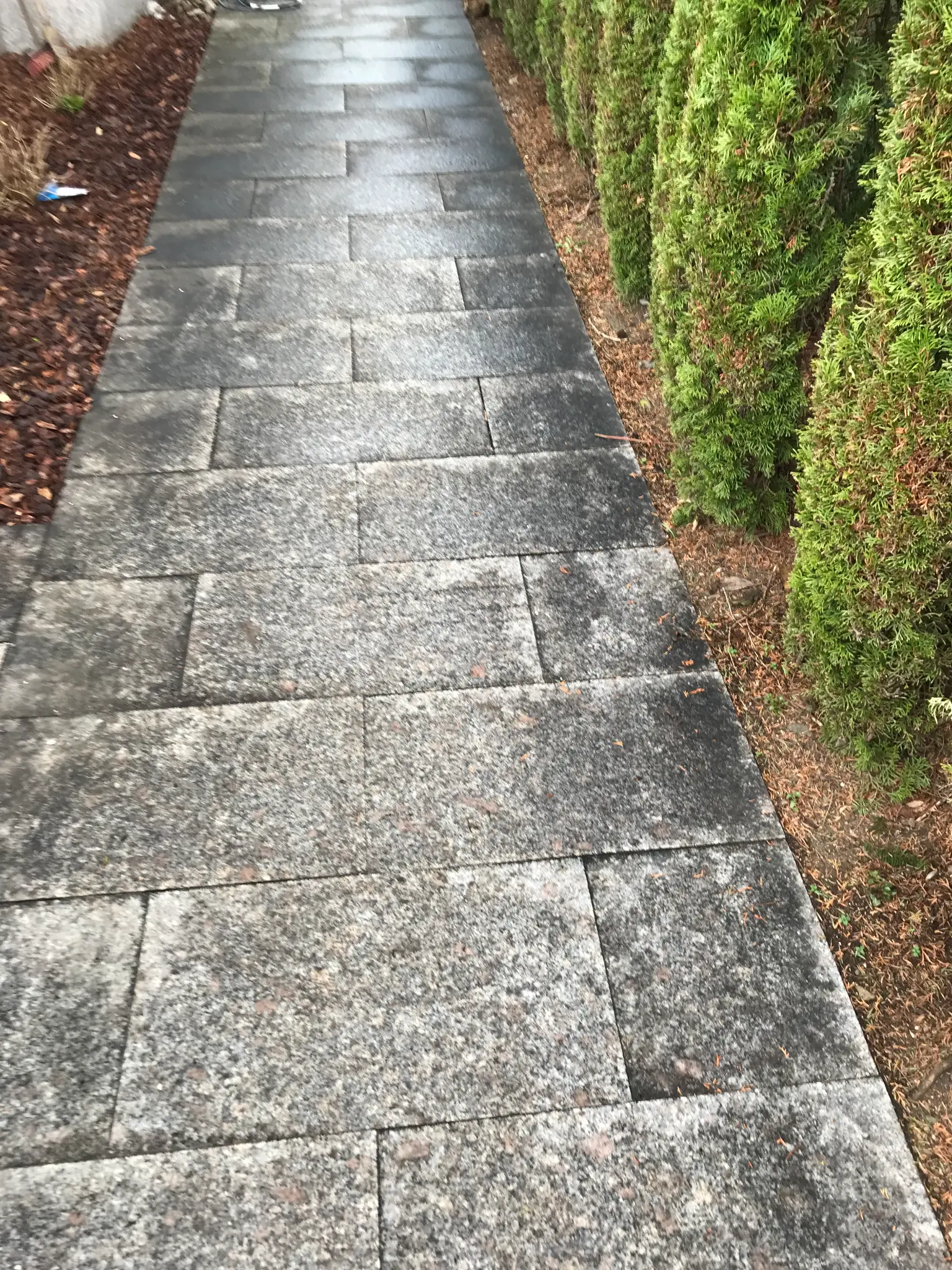 Gehweg mit Algen und Moos vor der Reinigung